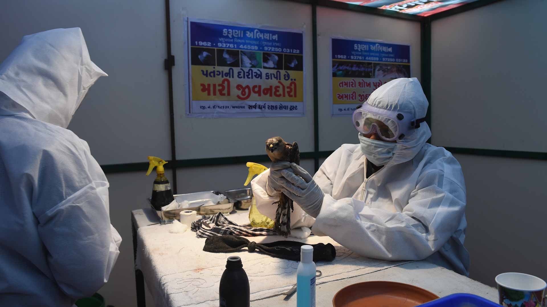 Image for the title: Belgian govt tightens bird flu measures with total containment 