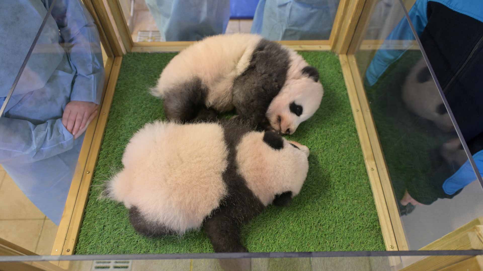 Image for the title: Twin pandas born in French zoo named Yuandudu and Huanlili 