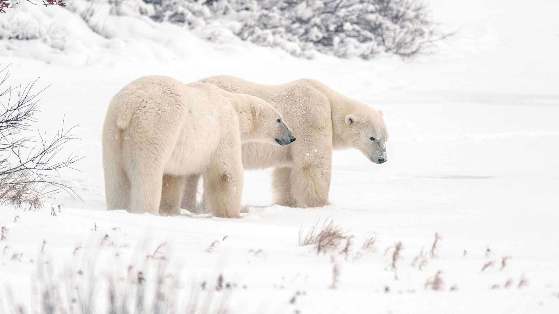 Image for the title: Polar bear at German zoo gives birth to twins 