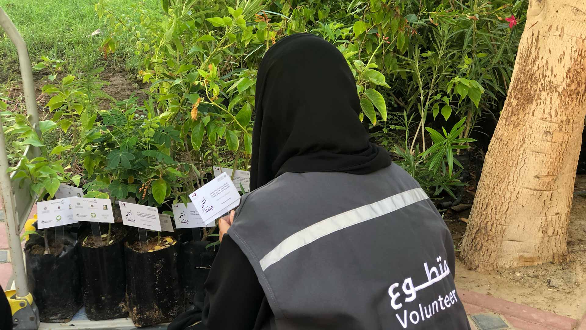 Image for the title: SSSD distributes 3,871 seedlings to Sharjah elderly  