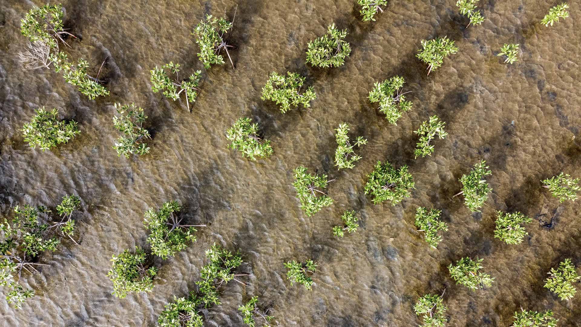 Image for the title: U.N. urges nations to spend more on species protection 