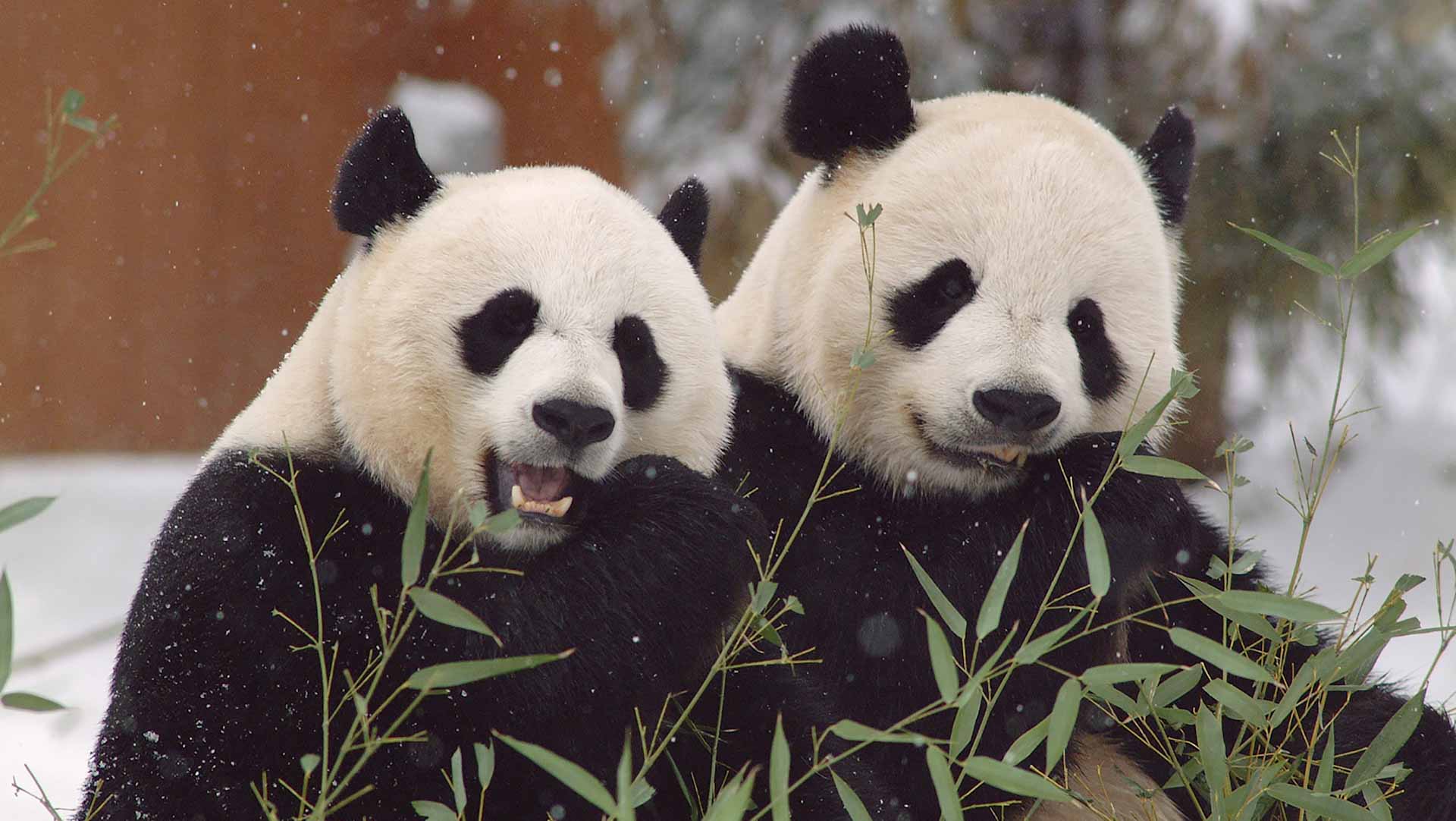 Image for the title: World's captive panda population hits 673 