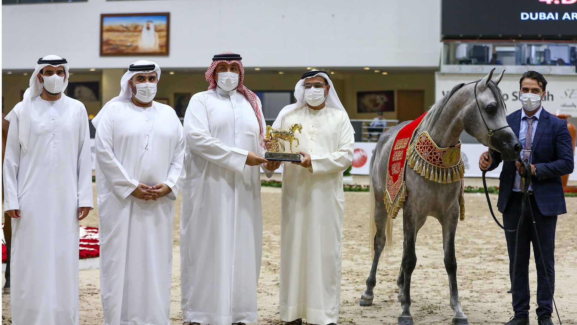 Image for the title: Dubai Arabian Horse Stud shines at Sharjah Arabian Horse Festival 