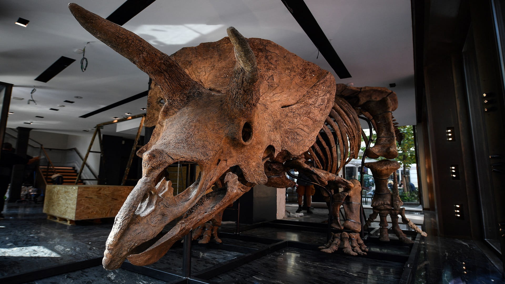 Image for the title: 'Big John', world's largest triceratops, sells for 6.6mn euros 