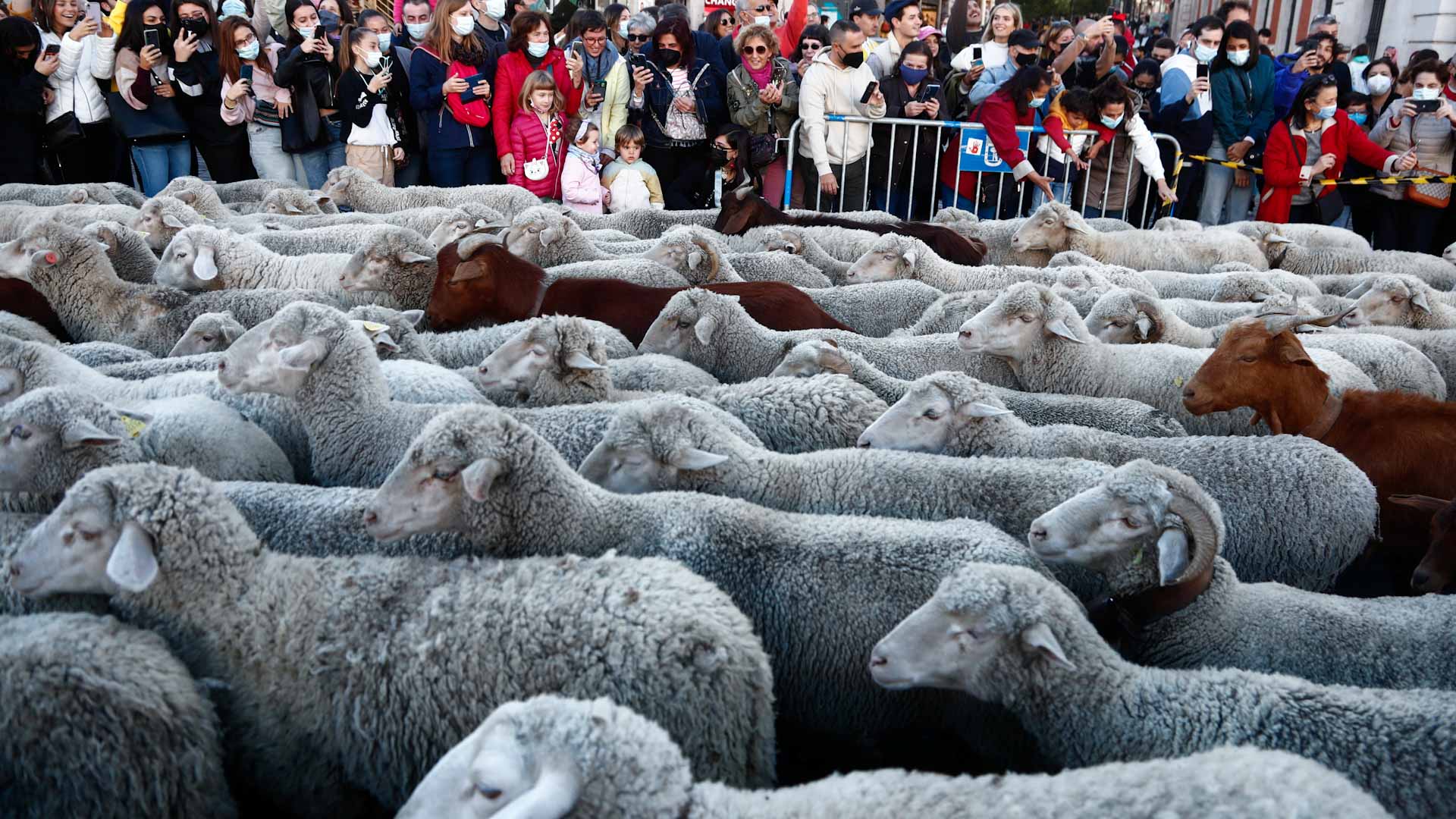 Image for the title: Sheep replace cars as they cross Madrid to winter pastures 