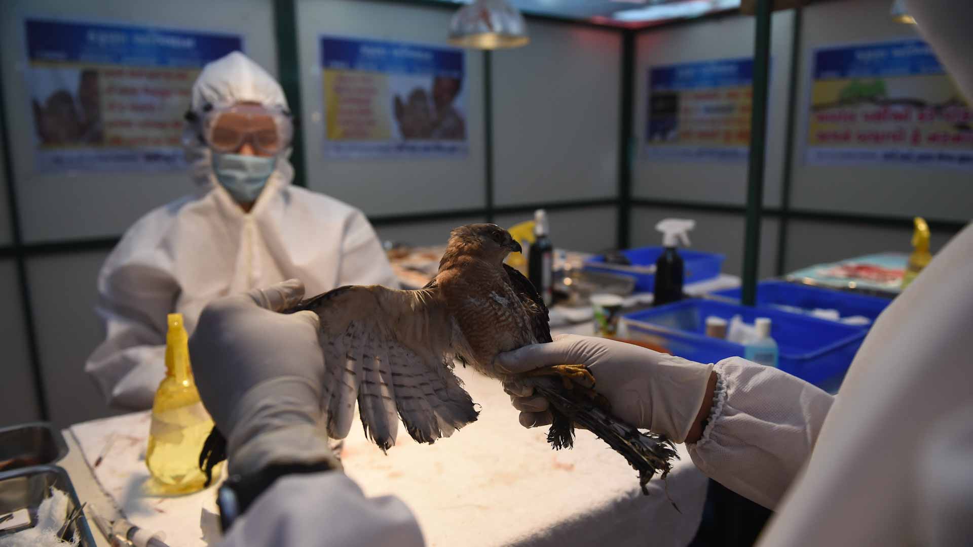 Image for the title: Rise in human bird flu cases in China 