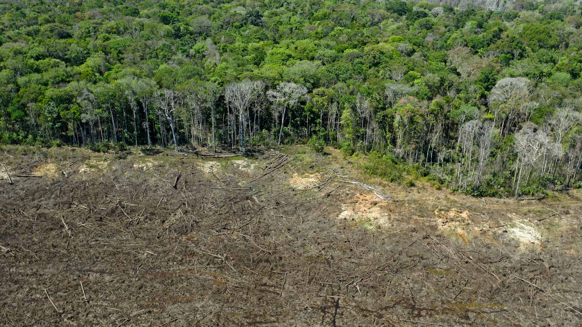 Image for the title: Brazil to hasten end to illegal deforestation 