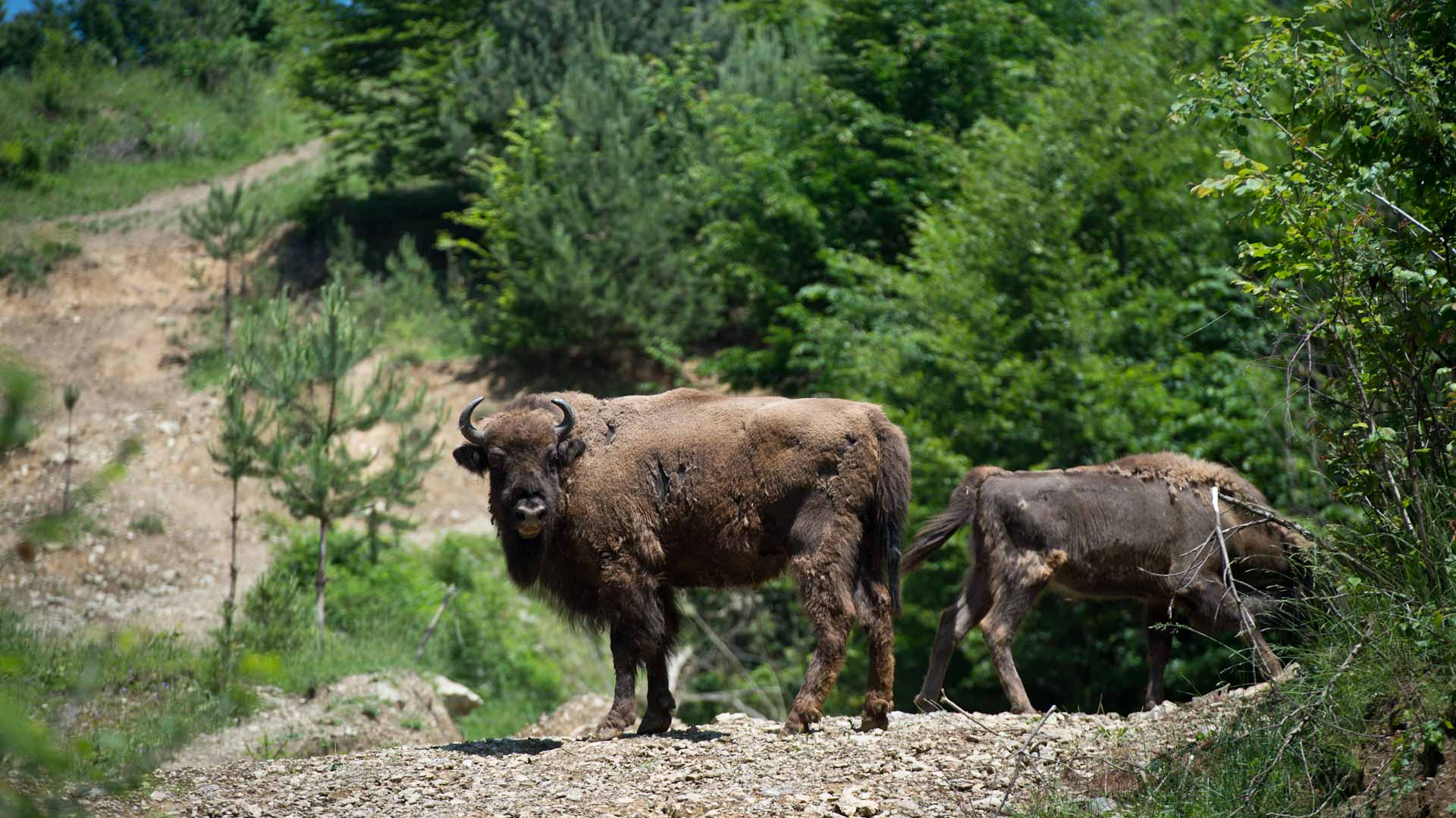 Image for the title: Rescued from extinction, bison rediscover Romania mountains 