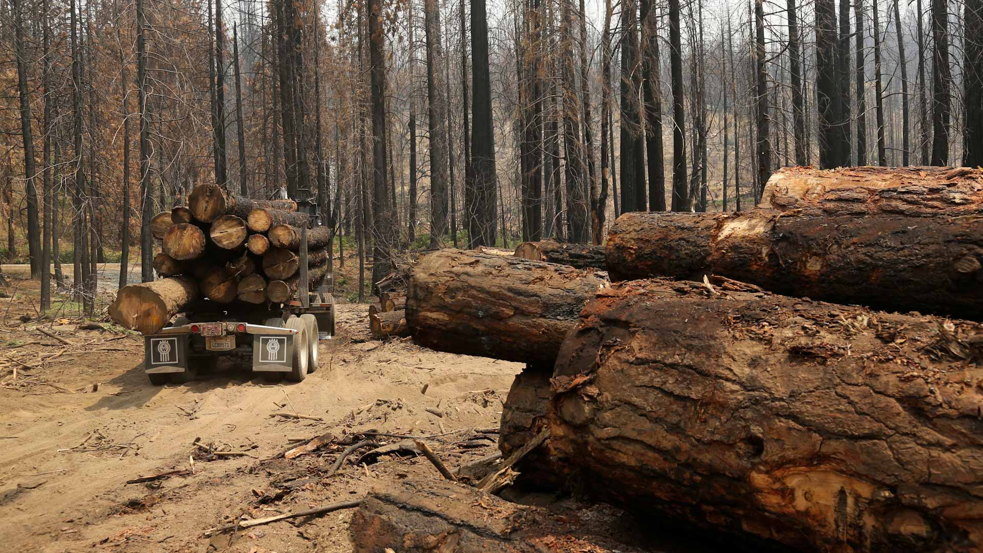 صورة بعنوان: في تحذير...حرائق الأشجار تحول غابات محمية لمصادر انبعاث الكربون 