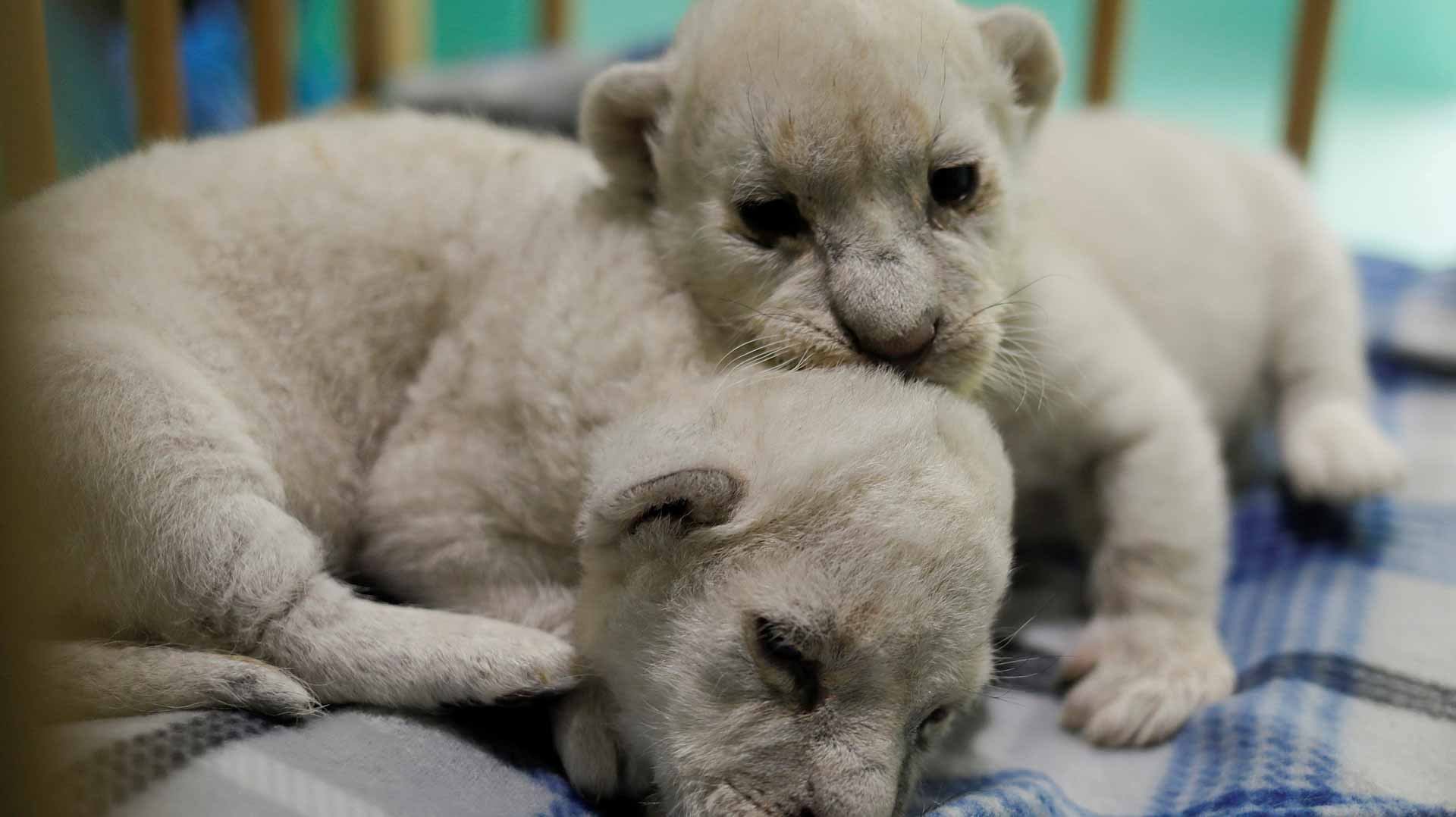 Image for the title: Two rare white lion cubs born in animal reserve in southern Spain 