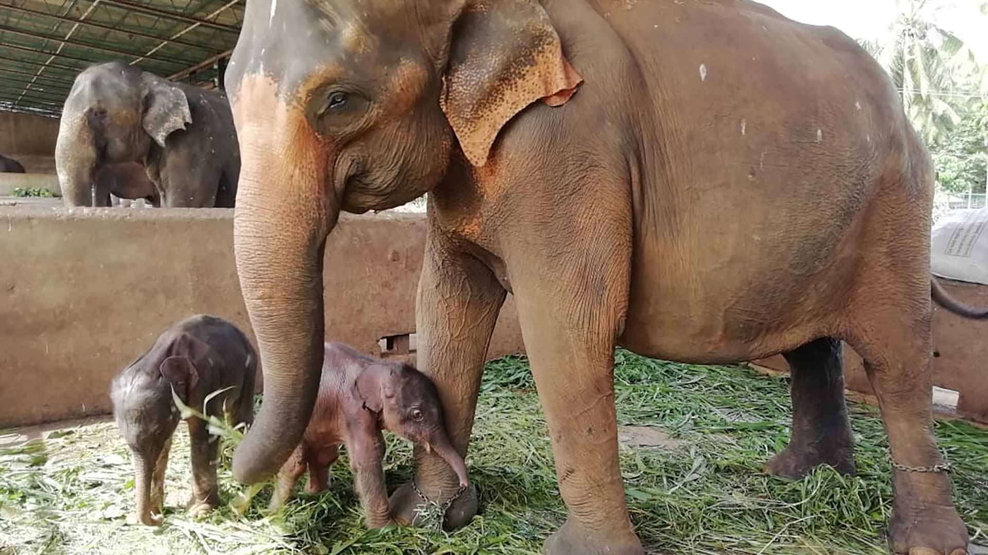 صورة بعنوان: سريلانكا تسجل ولادة نادرة لفيلين توأمين في الأسر 