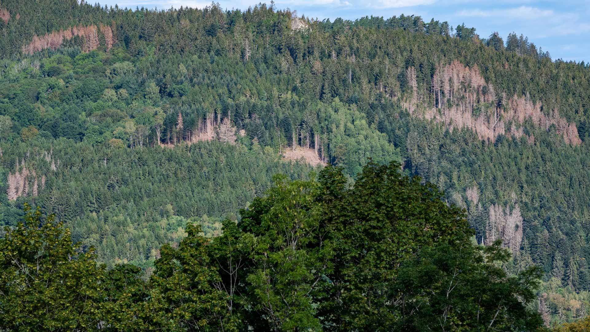 Image for the title: Some 30% of global tree species at risk of extinction 