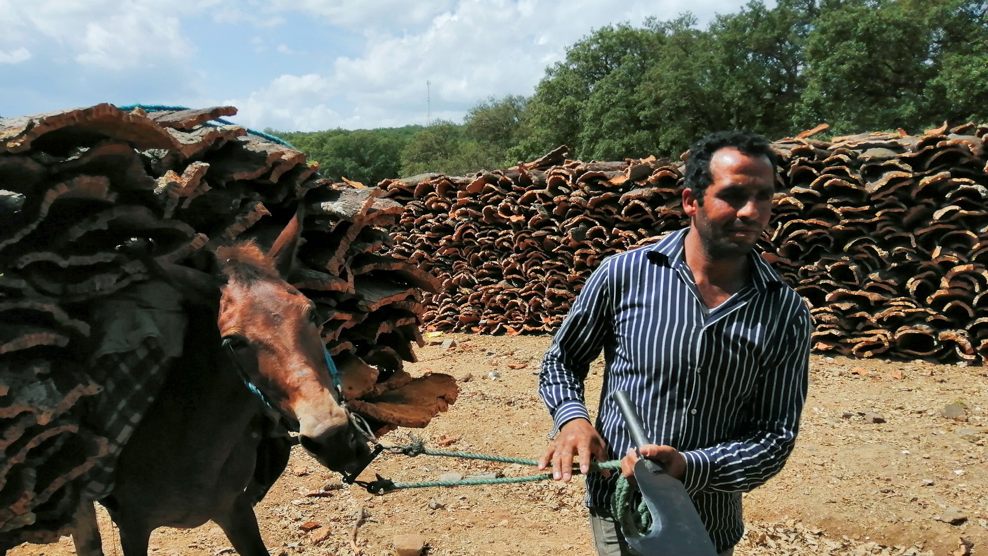 صورة بعنوان: حرائق الغابات تدمر صناعة الفلين ضمن المناطق الفقيرة بتونس 