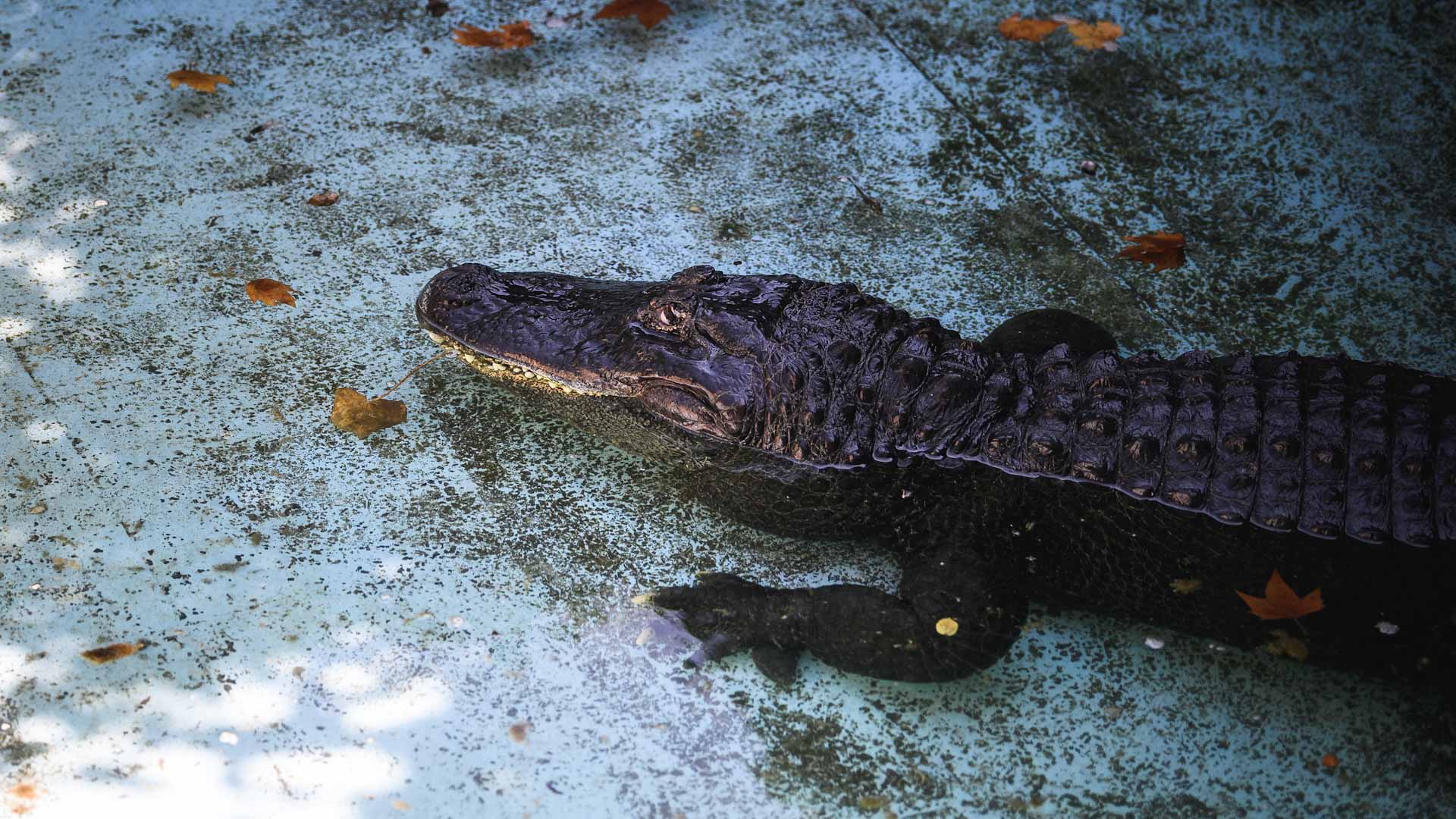 Image for the title: Louisiana alligator attack found with human remains in stomach 