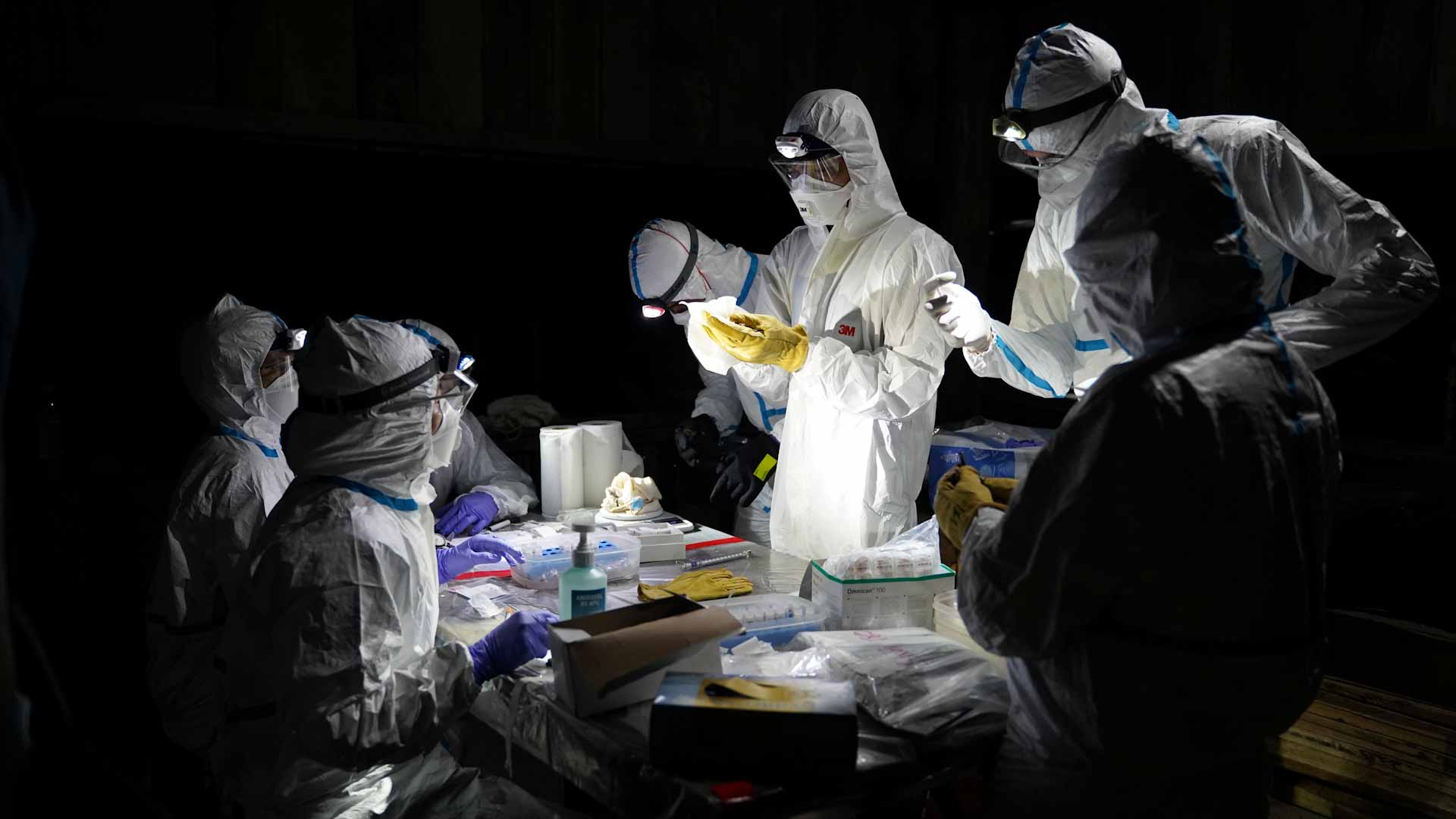 صورة بعنوان: بالتحري..باحثون يجمعون عينات من خفافيش كمبوديا لفك لغز أصل كورونا  