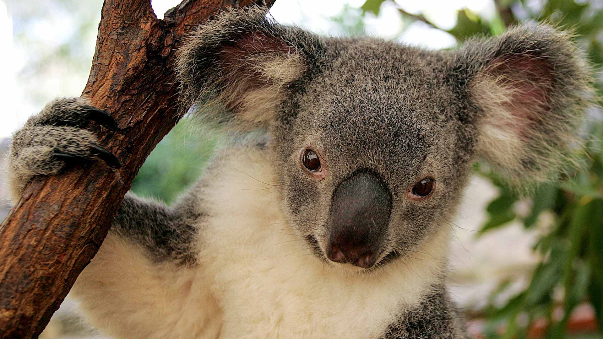 Image for the title: Australia has lost one-third of its koalas in the past 3 years 