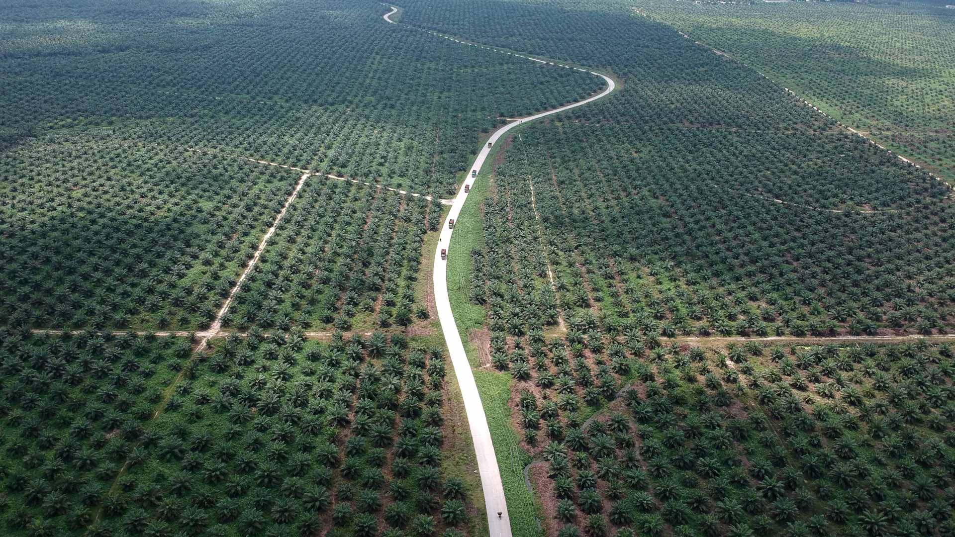 Image for the title: Indonesia to use "existing laws" as palm oil moratorium expires 