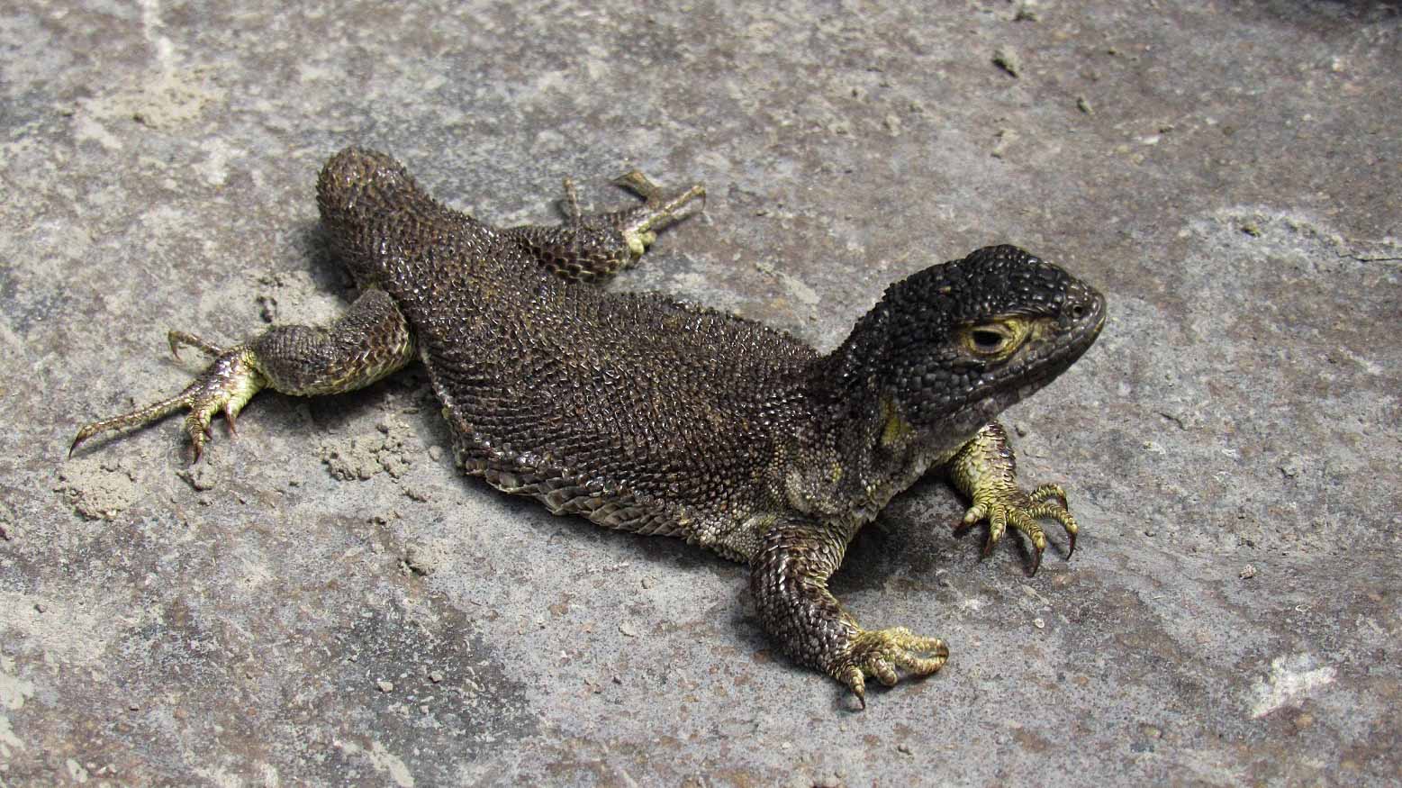 Image for the title: New lizard species discovered in Peru 