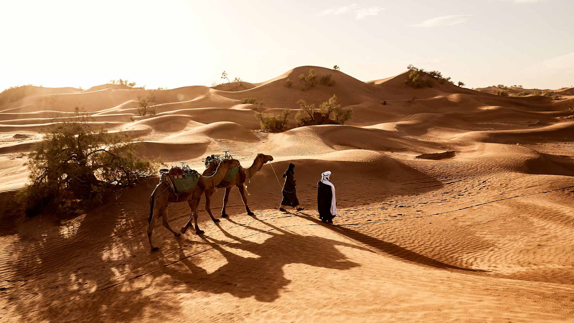 صورة بعنوان: لقمان الأمة.. 