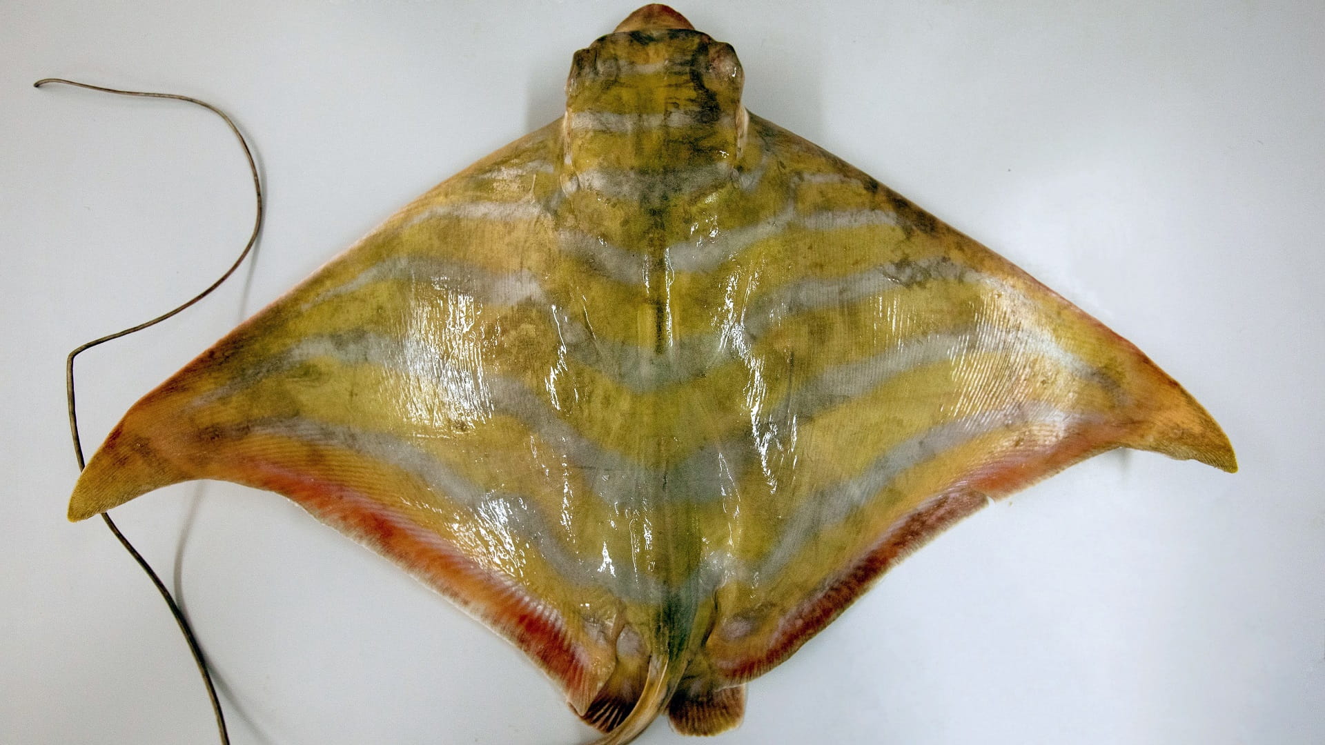 صورة بعنوان: "بيئة أبوظبي" تكتشف نوعاً جديداً من أسماك الراي في مياه الإمارة 