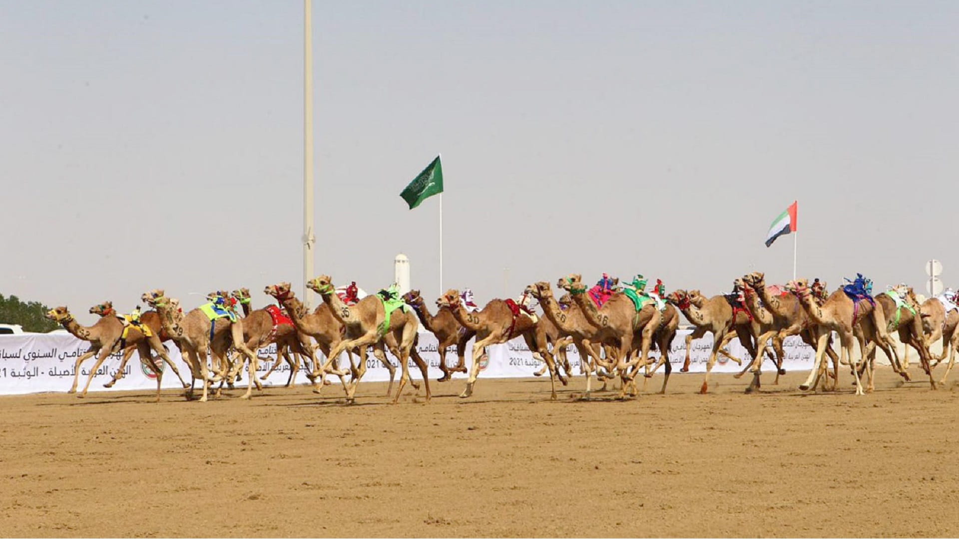 Image for the title: Final Annual Camel Races Festival 'Wathba 2022' to start Monday 