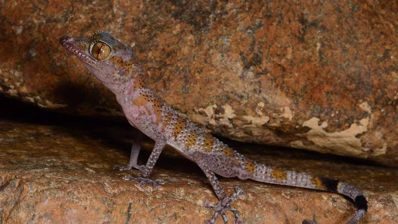 صورة بعنوان: دراسة لـ "البيئة والمحميات": الجهود الدولية ساهمت بحماية الزواحف 