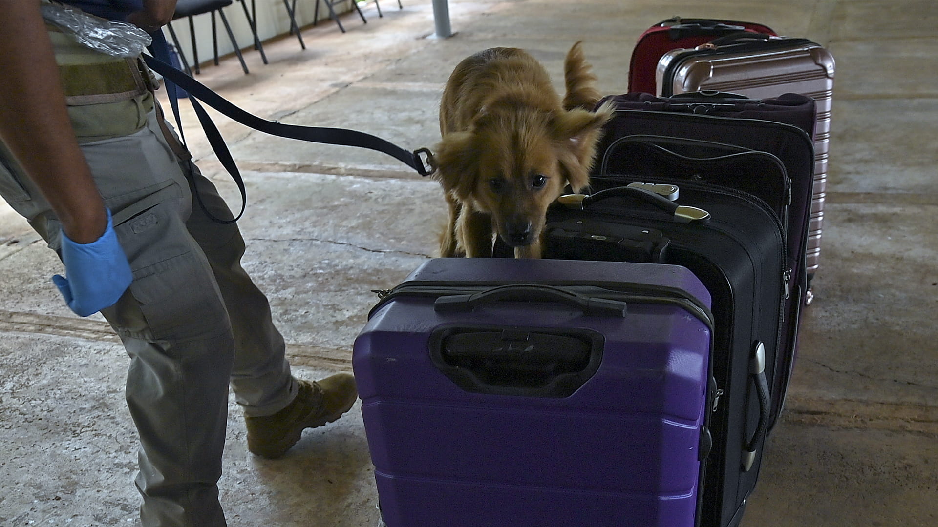 صورة بعنوان: ميلي.. كلبة صمدت بلا أكل ولا شرب لـ40 يوماً تنضم لطاقم مطار بنما 