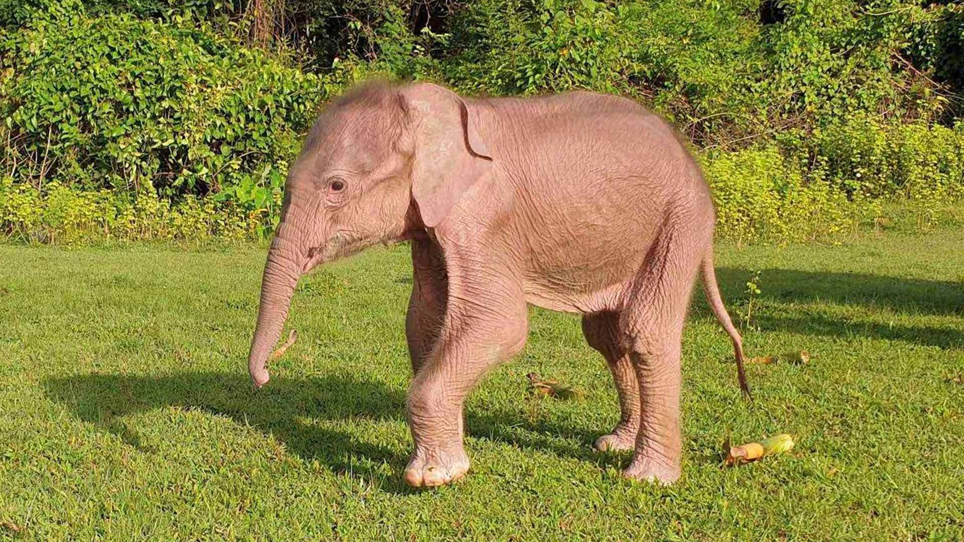 Image for the title: Rare white elephant born in Myanmar 