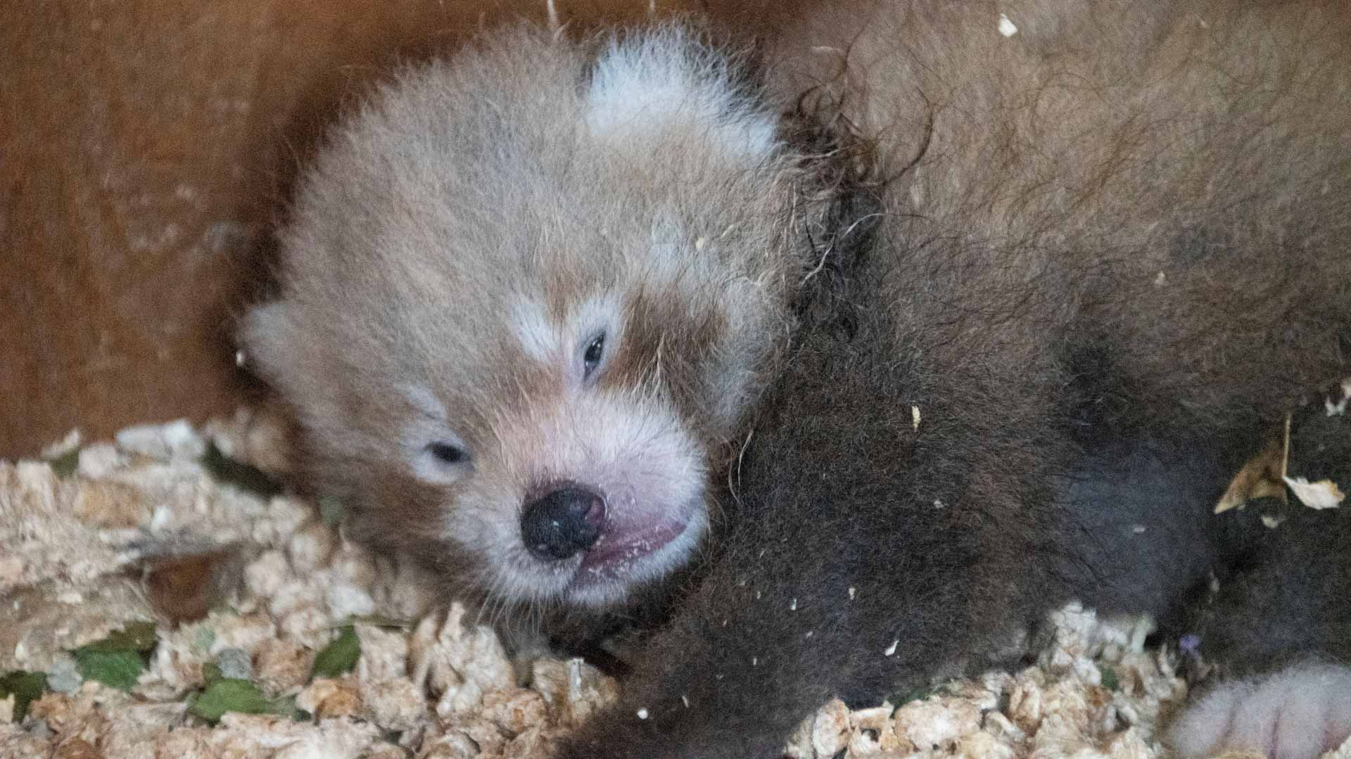 Image for the title: Endangered red panda born in Britain 