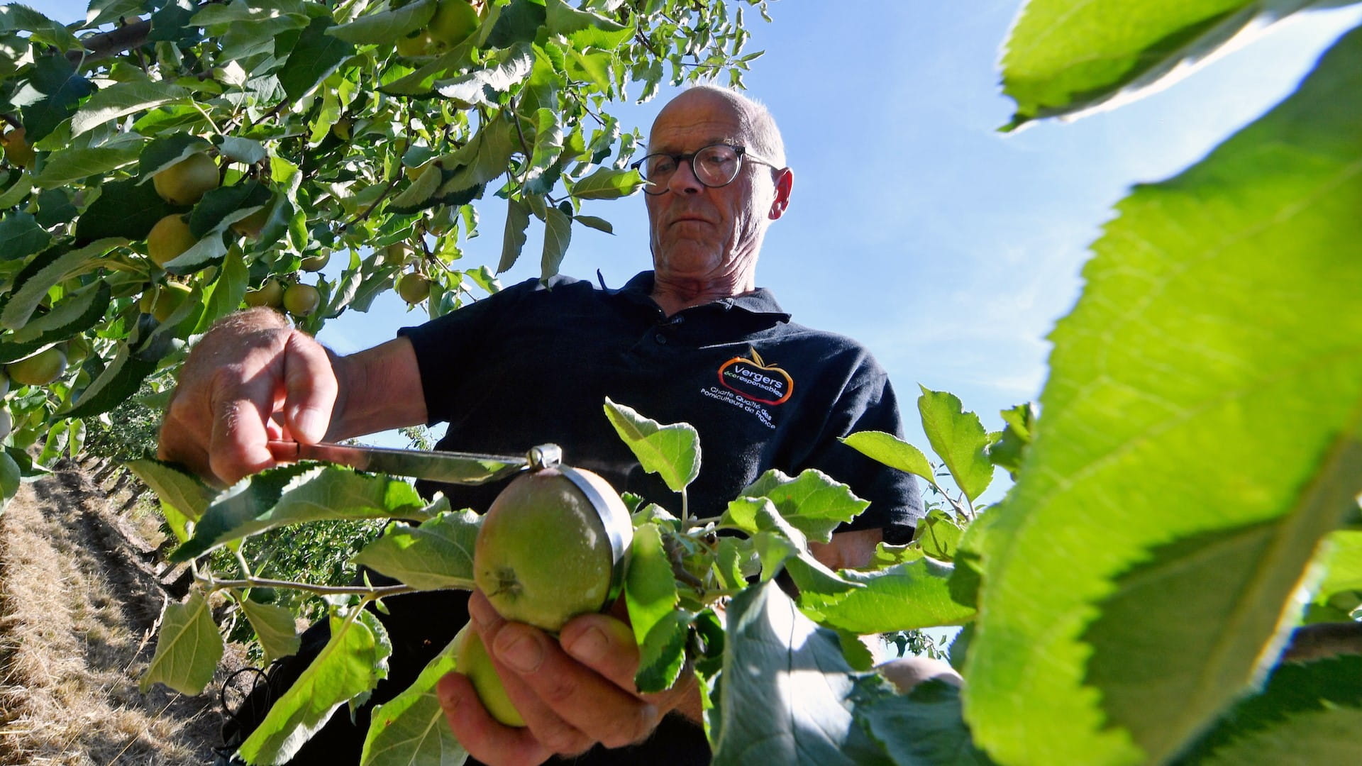 صورة بعنوان: أشجار فرنسا المثمرة تواجه اختباراً قاسياً أمام الجفاف والحر الشديد 