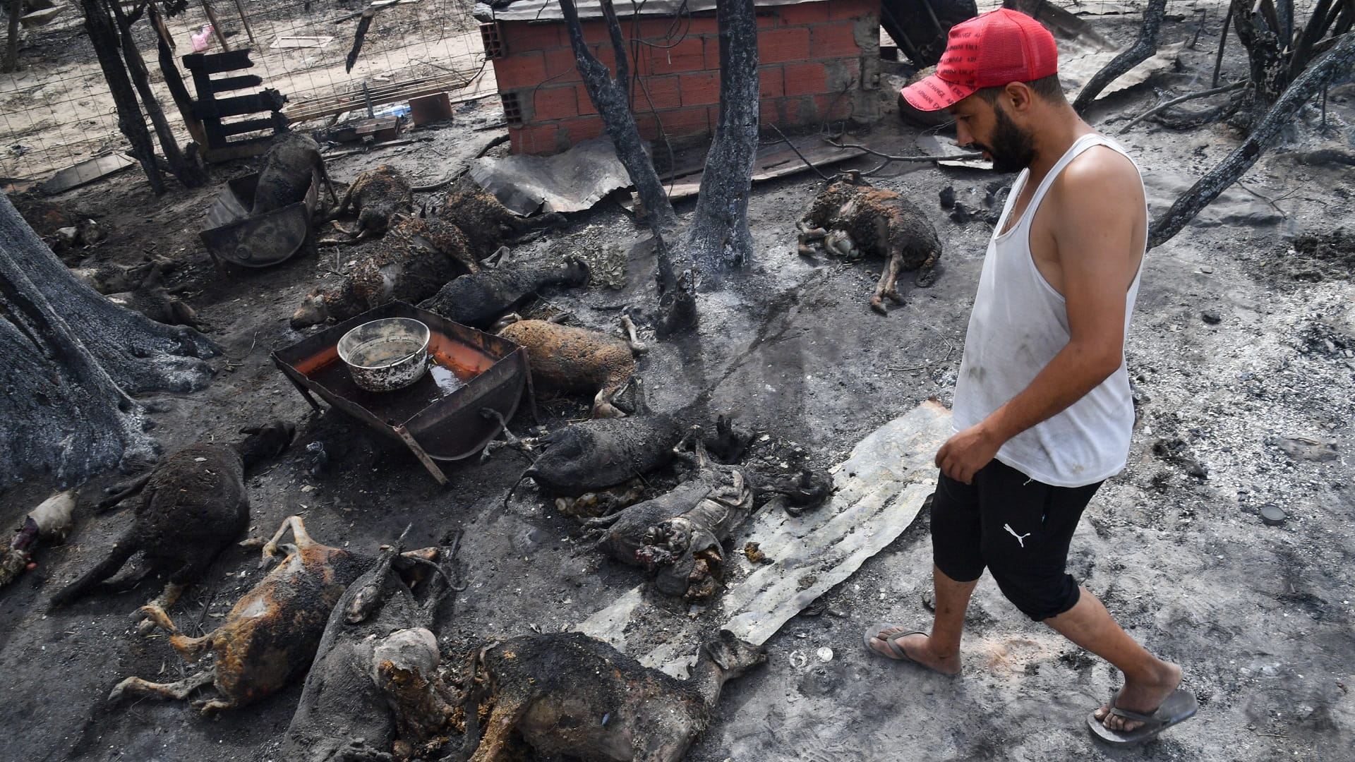 صورة بعنوان: حصيلة ضحايا الحرائق في الجزائر ترتفع إلى 43 وفاة 