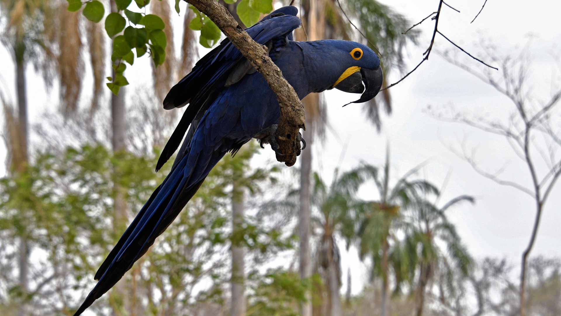 Image for the title: Scientists find new bird species at South America's edge 