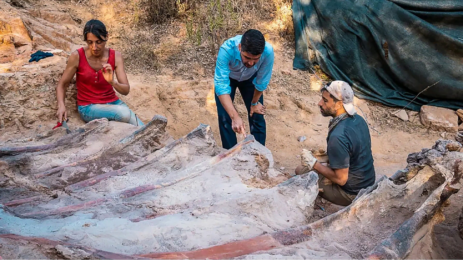 Image for the title: Skeleton of huge dinosaur unearthed in Portugal 