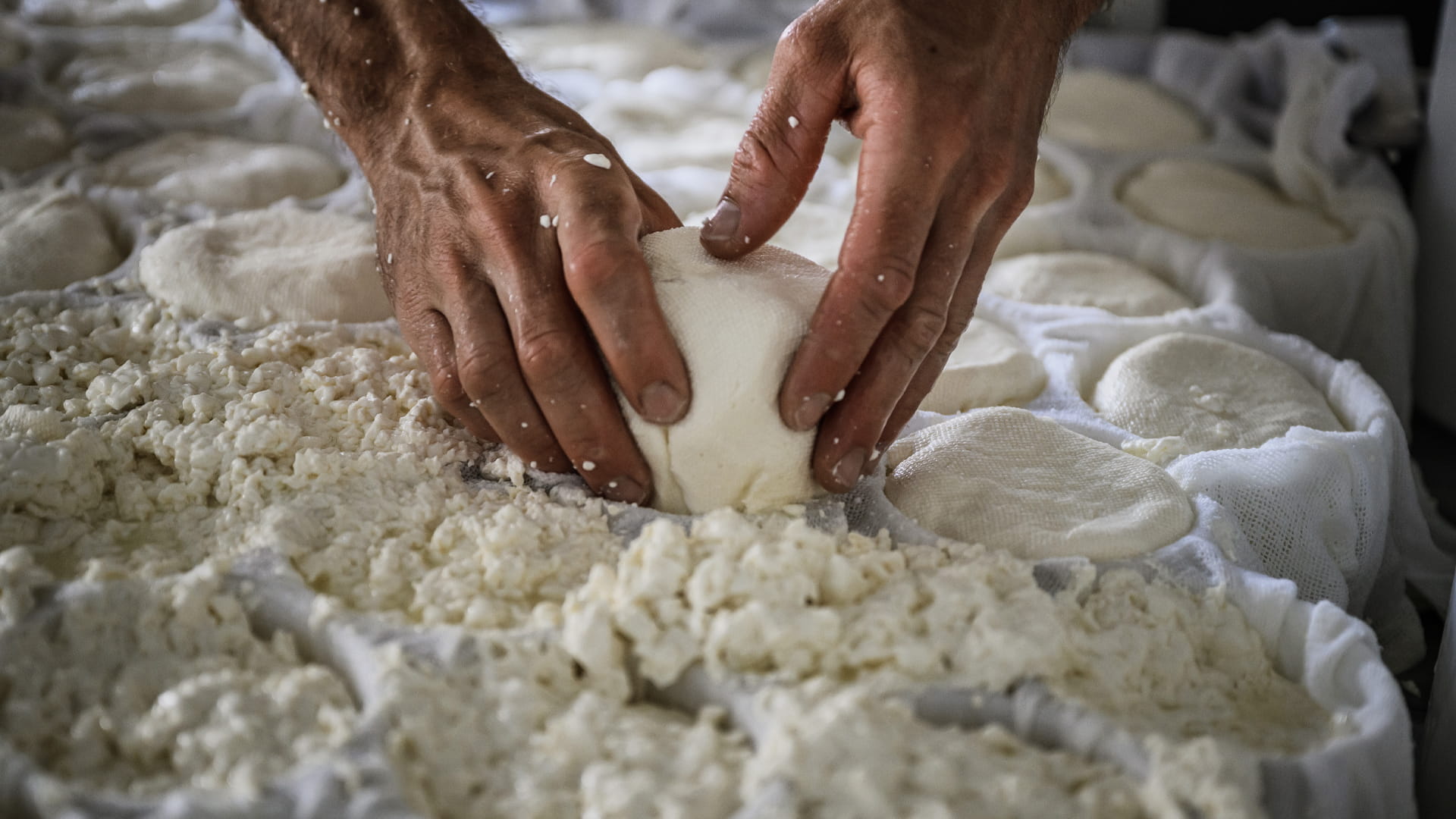 صورة بعنوان: حر الصيف يهدد مزارع فرنسا الخضراء وأجبانها المميزة  