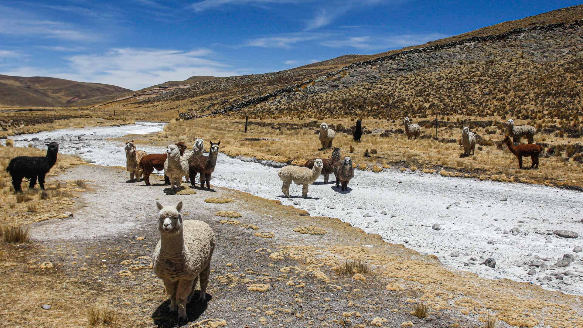 Image for the title: Alpacas, potato crops suffer in Peruvian Andes' drought 