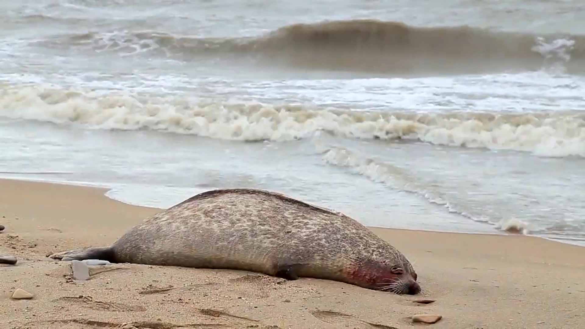 Image for the title: More than 2,500 dead seals wash up on Russia's Caspian coast 