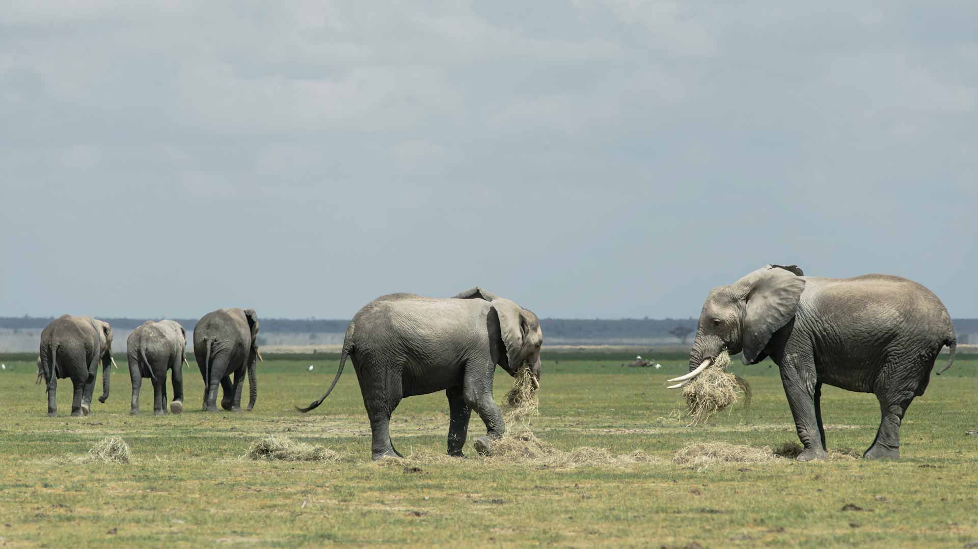 Image for the title: Kenya drought leaves wildlife gasping for breath 