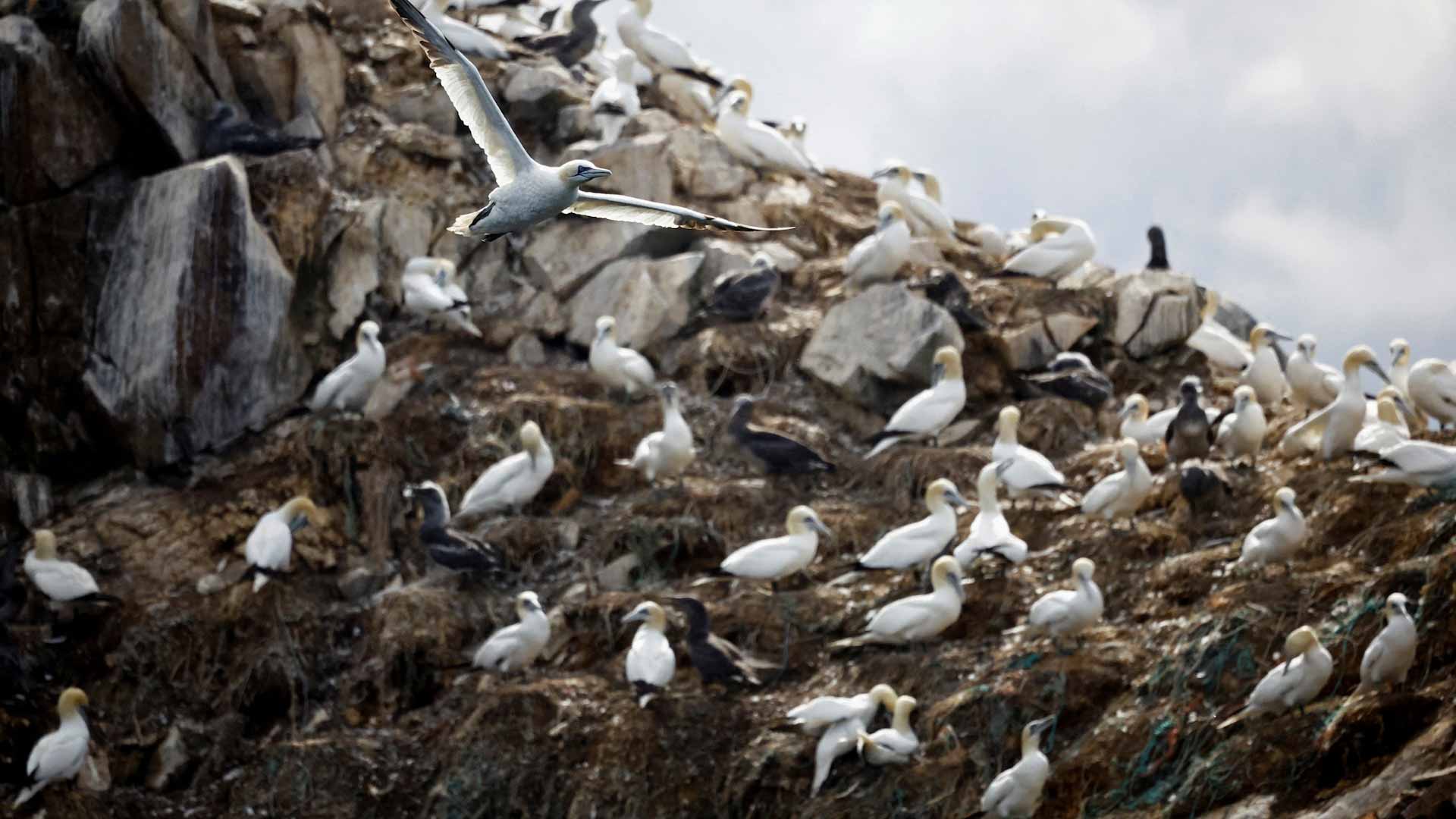 صورة بعنوان: بوضع متفاقم...أنفلونزا الطيور يفتك بدواجن فرنسا قبل موسم الأعياد   