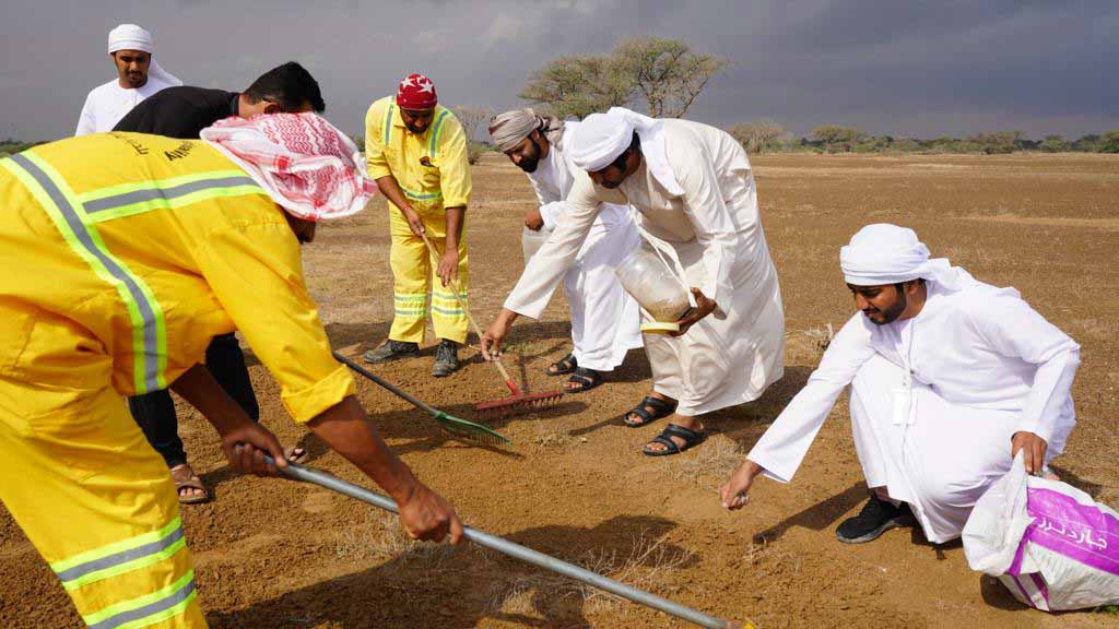 صورة بعنوان: بلدية الذيد تنثر بذور الأشجار الصحراوية في محمية البردي 