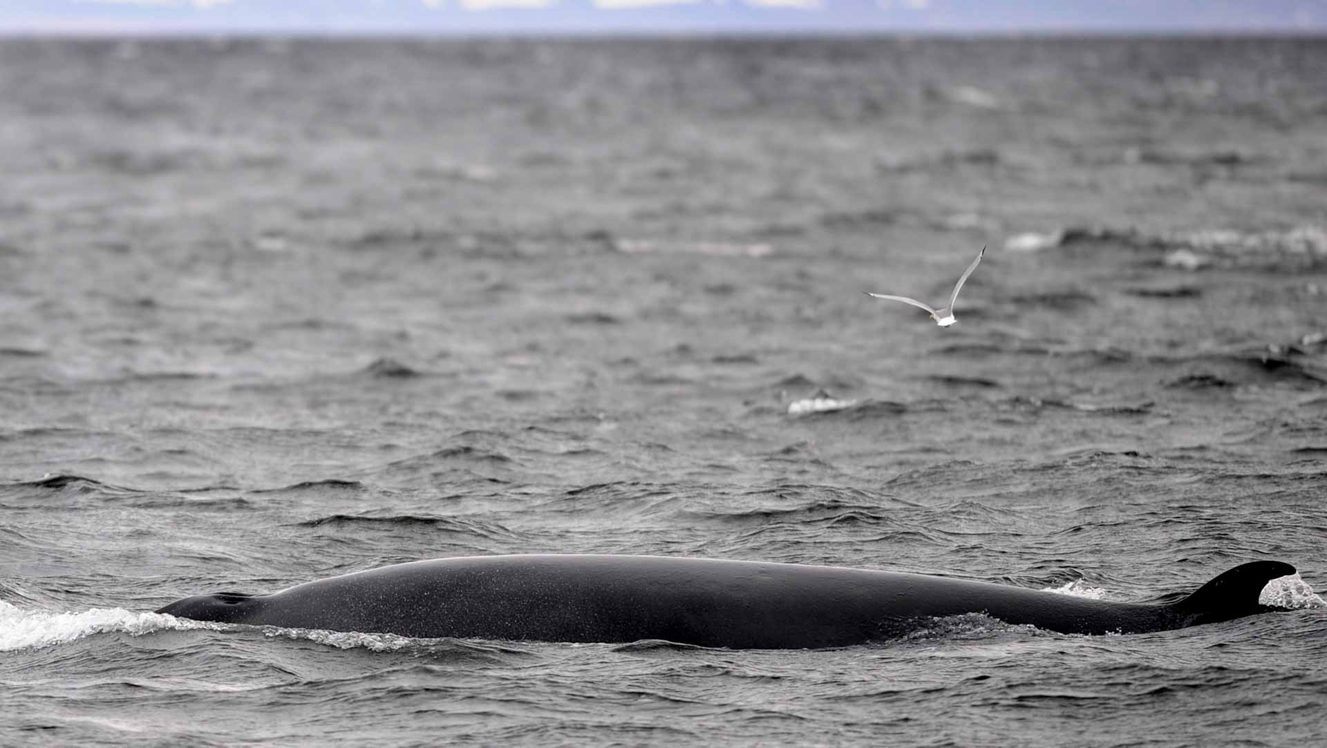 Image for the title: Iceland to end whaling from 2024 