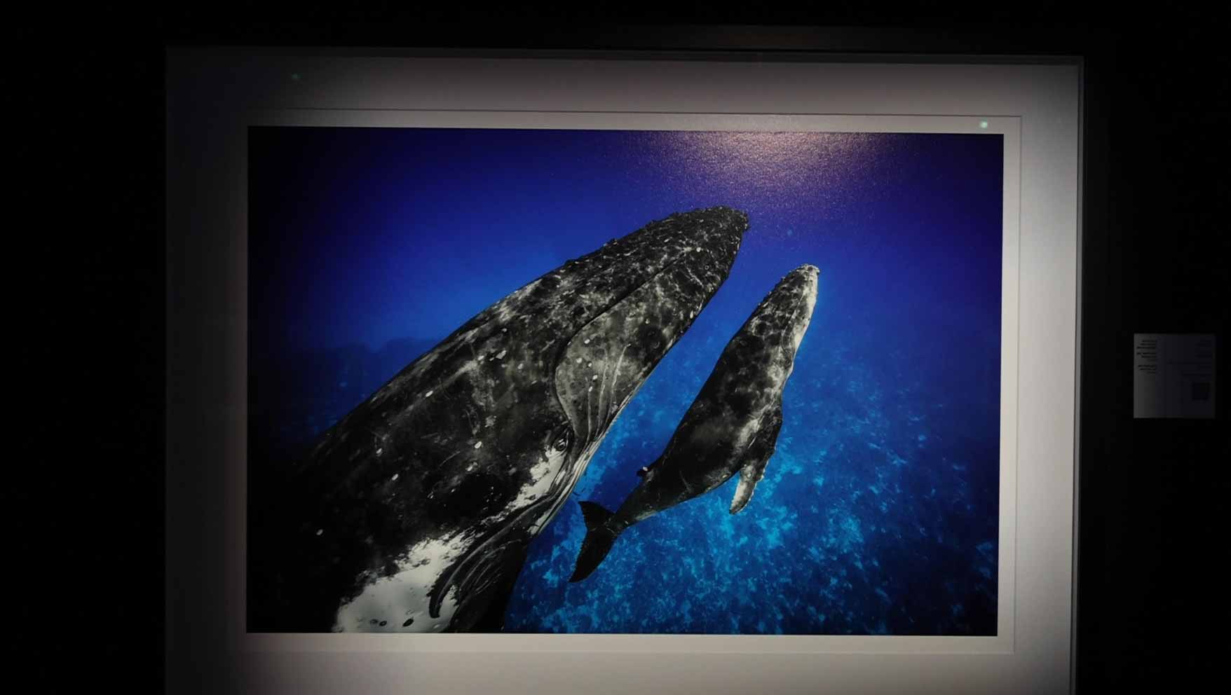 صورة بعنوان: في القمة البيئية...اكسبوجر يعقد صلحاً ثقافياً بين الإنسان والحيتان 