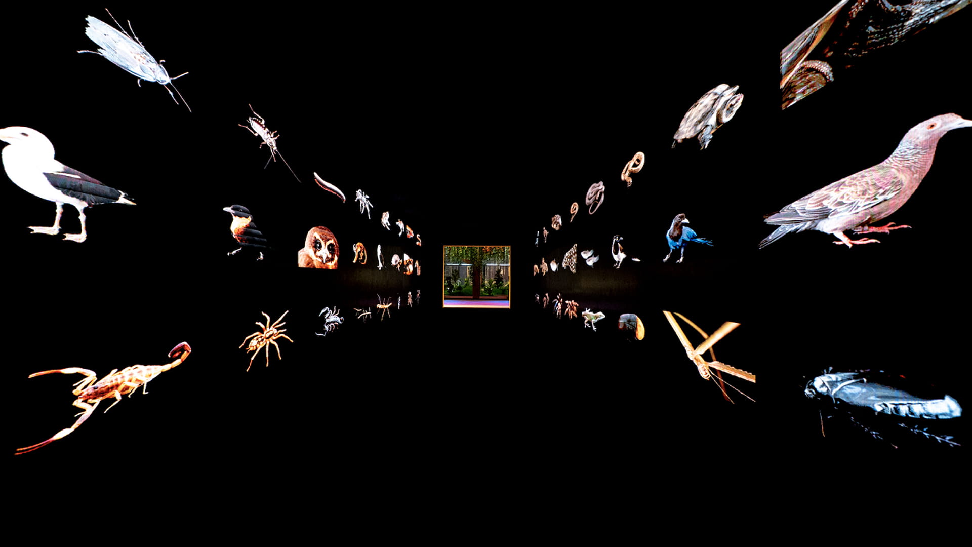 Image for the title: Joel Sartore at Xposure: The future of life on earth is at stake 