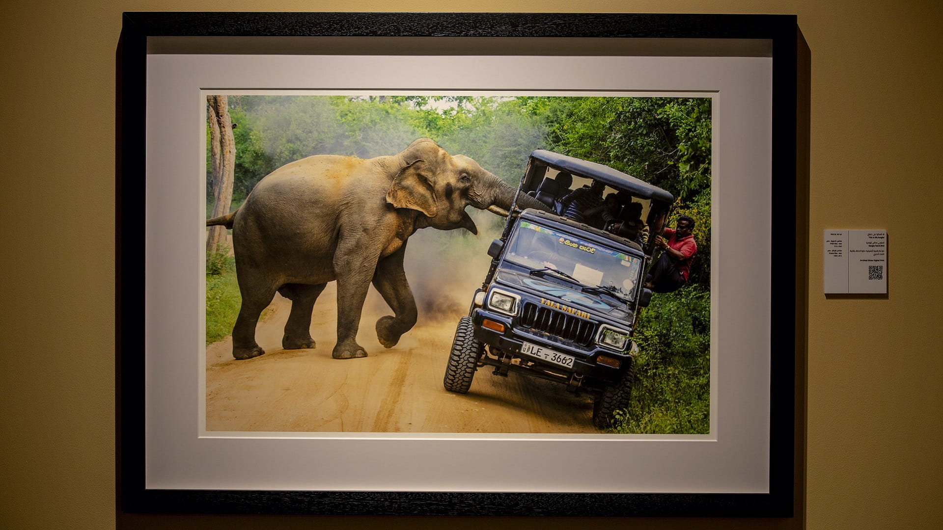 Image for the title: Xposure: An elephant stakes claim to his rightful territory 