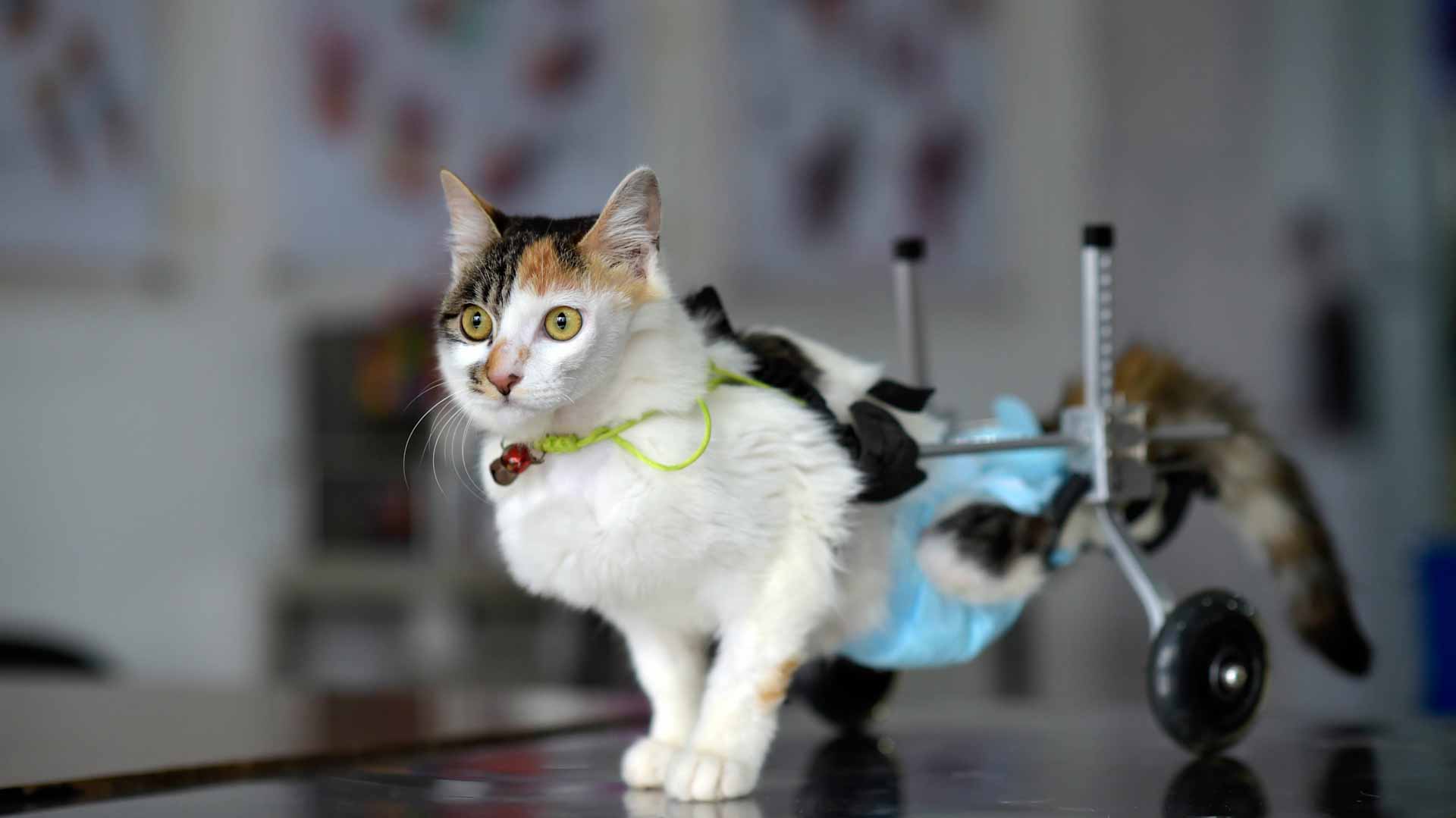 Image for the title: El Salvador opens pet hospital built with bitcoin earnings 