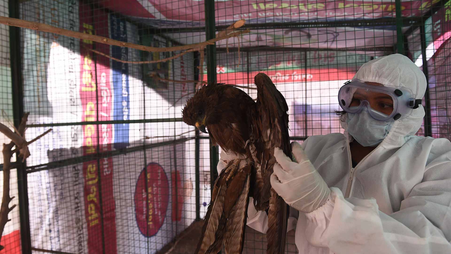 Image for the title: Bulgaria culls 39,000 chickens after bird flu outbreak 