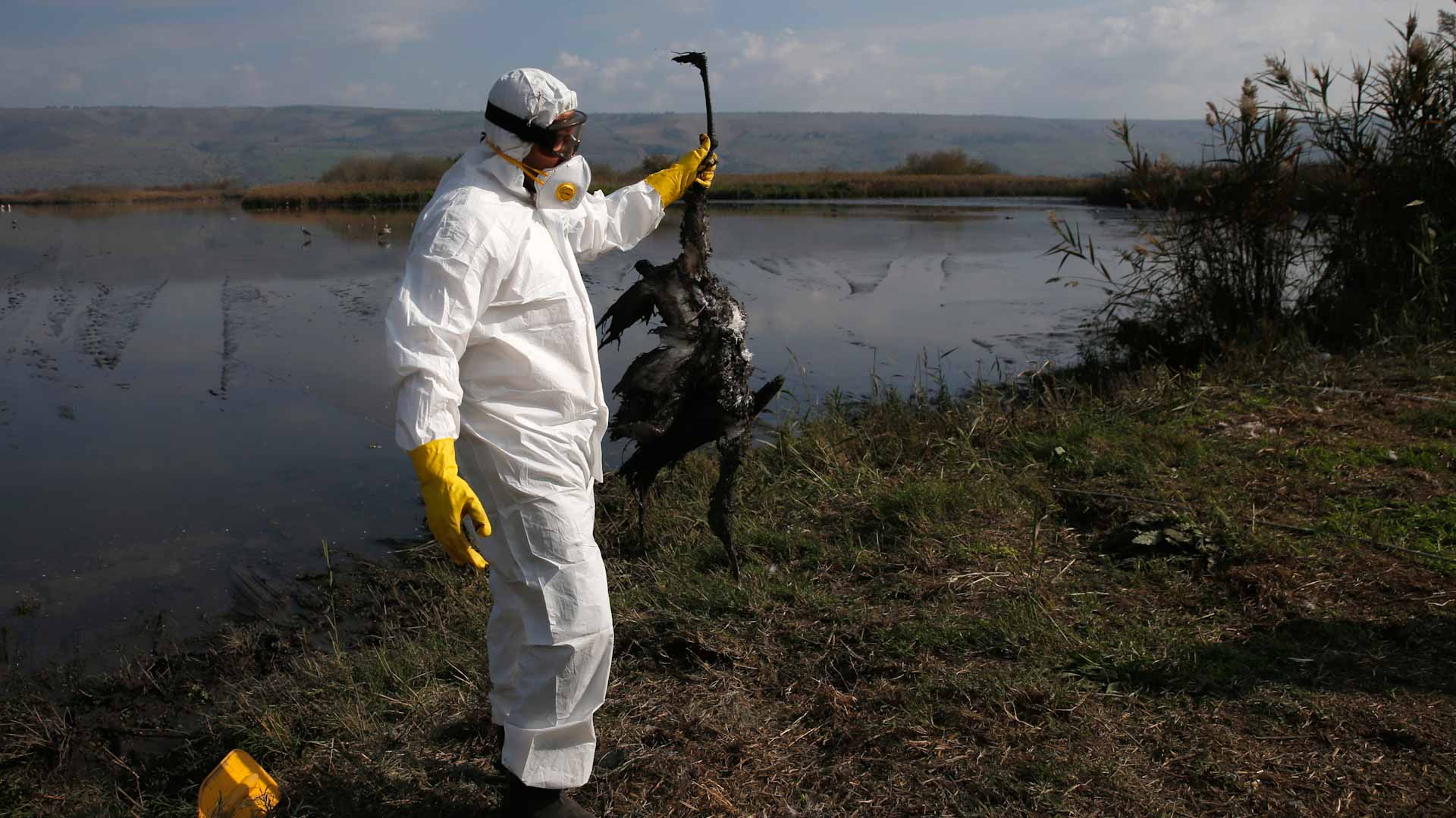 Image for the title: New Dutch H5N1 bird flu outbreak will see 190,000 chickens culled 