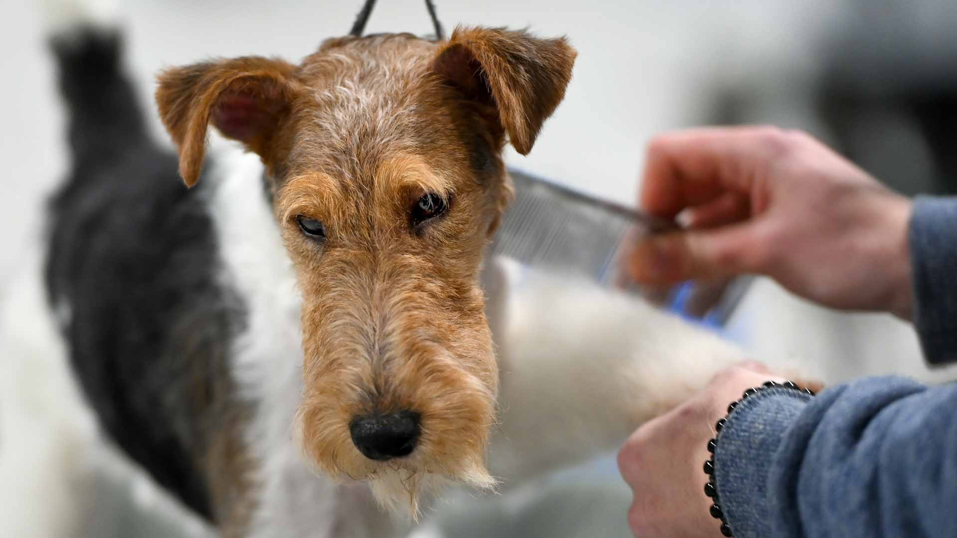 Image for the title: Dogs' brains can tell Spanish from Hungarian, study finds 