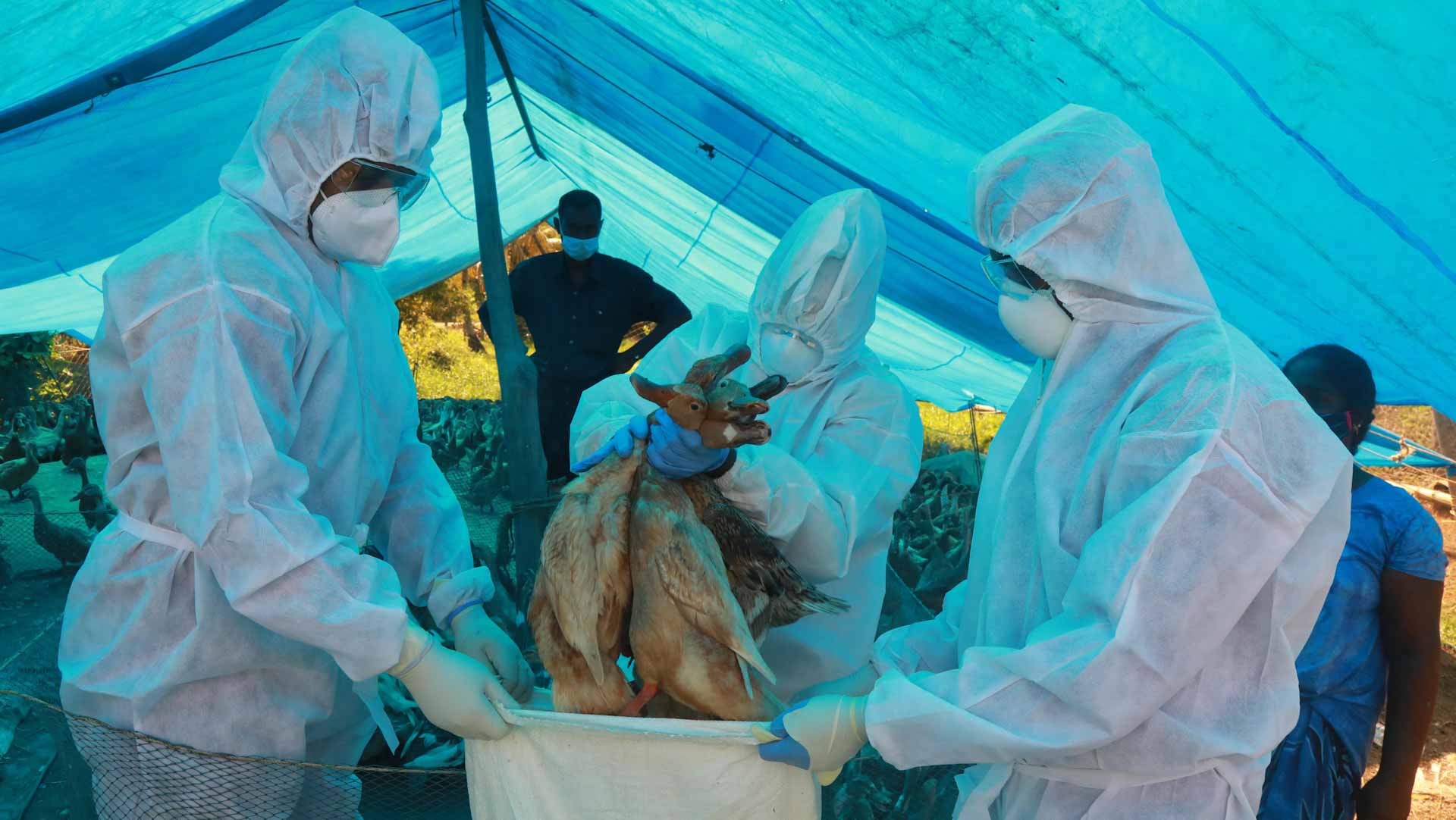 Image for the title: New bird flu has higher risk of spread to humans 