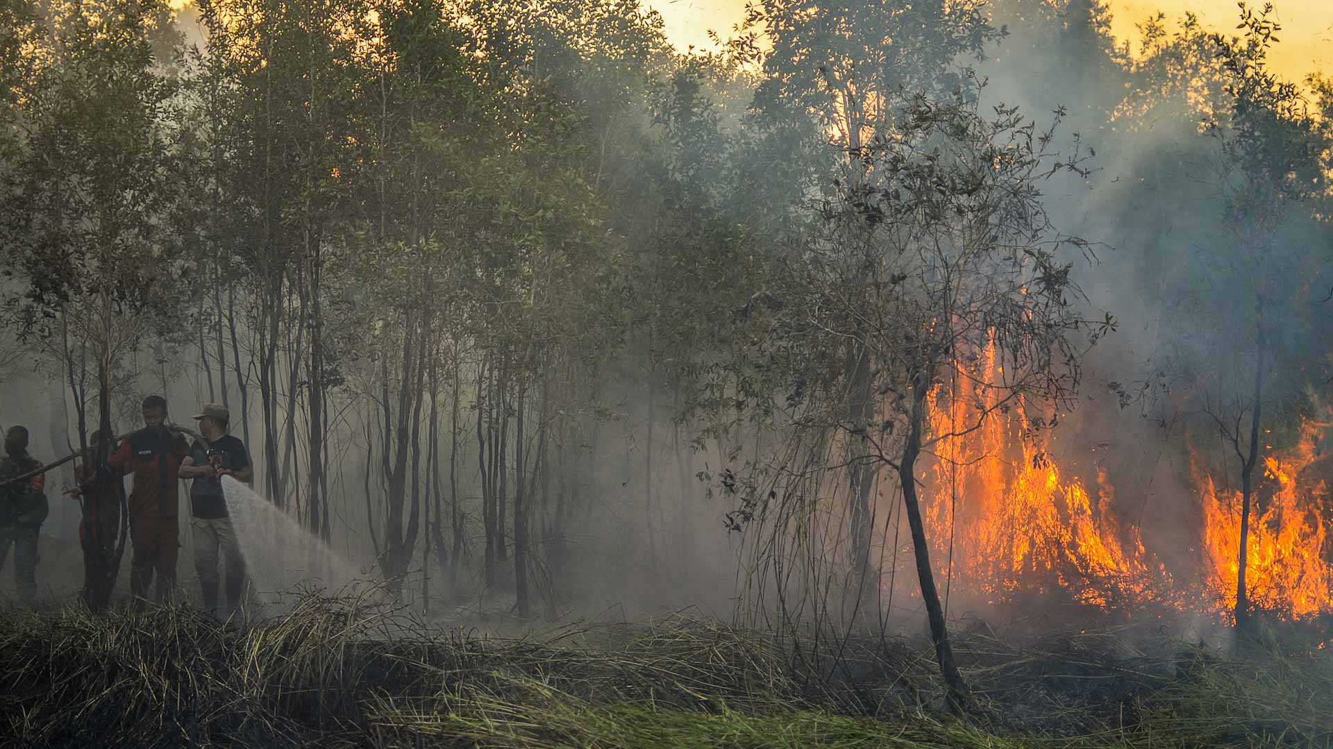 Image for the title: Indonesia lost far more rainforest in 2019 fires - study 