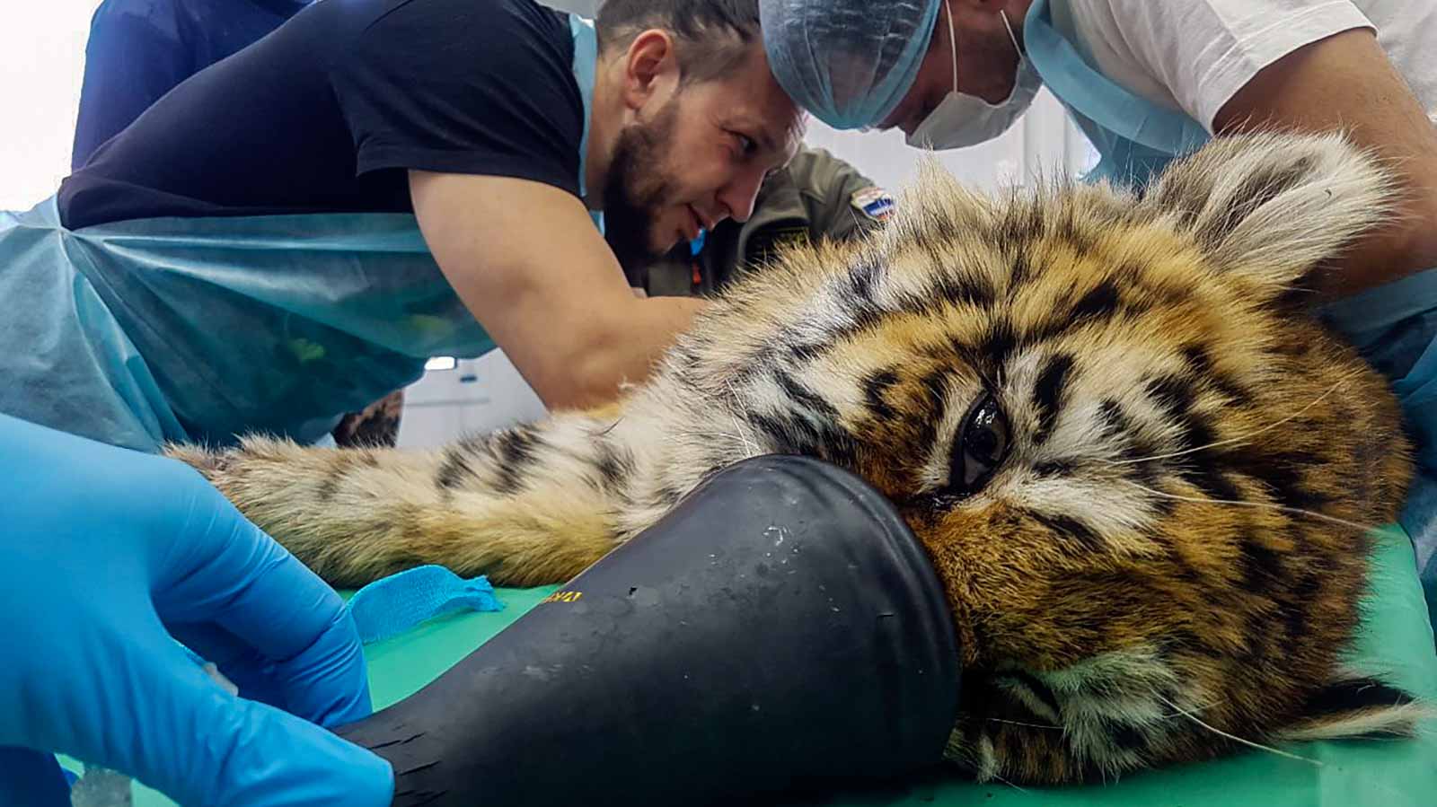 Image for the title: Russian baby tiger fights for life after frostbite, surgery 